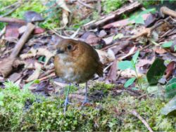 Brown-banded Antpitta